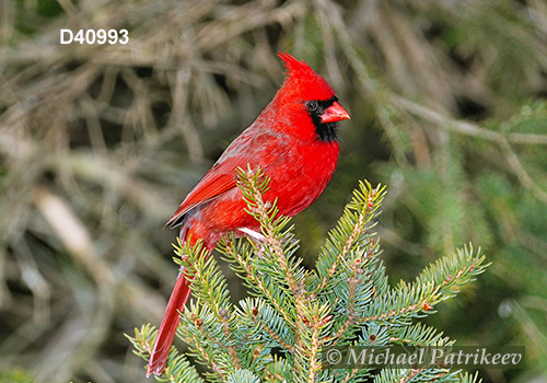 Northern Cardinal (Cardinalis cardinalis)